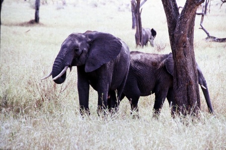 Elefant im Tarangire-Park
