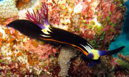 Nembrotha megalocera - Neonsternschnecke