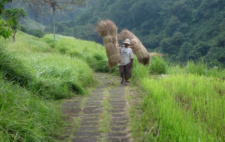 Wanderweg durch Reisfelder bei Ubud